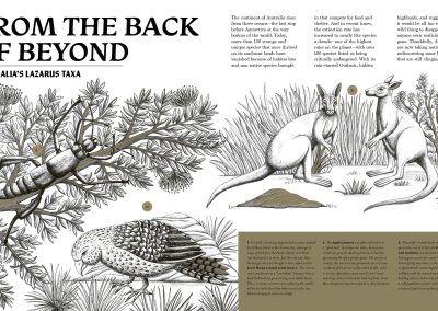 Comeback Creatures by Leisa Stewart- Sharpe. illustrated by Lucy Rose